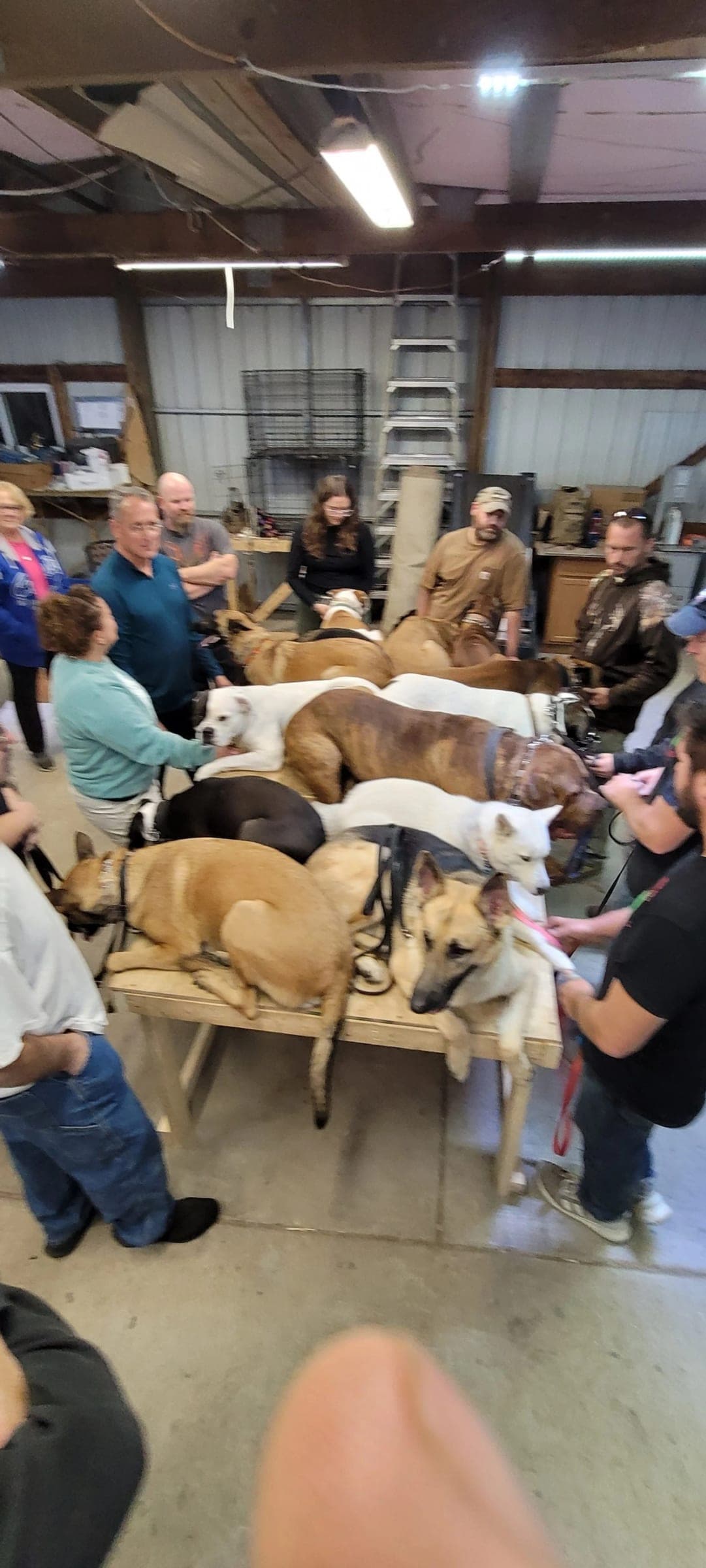 Dogs of several breeds lying side by side on a table