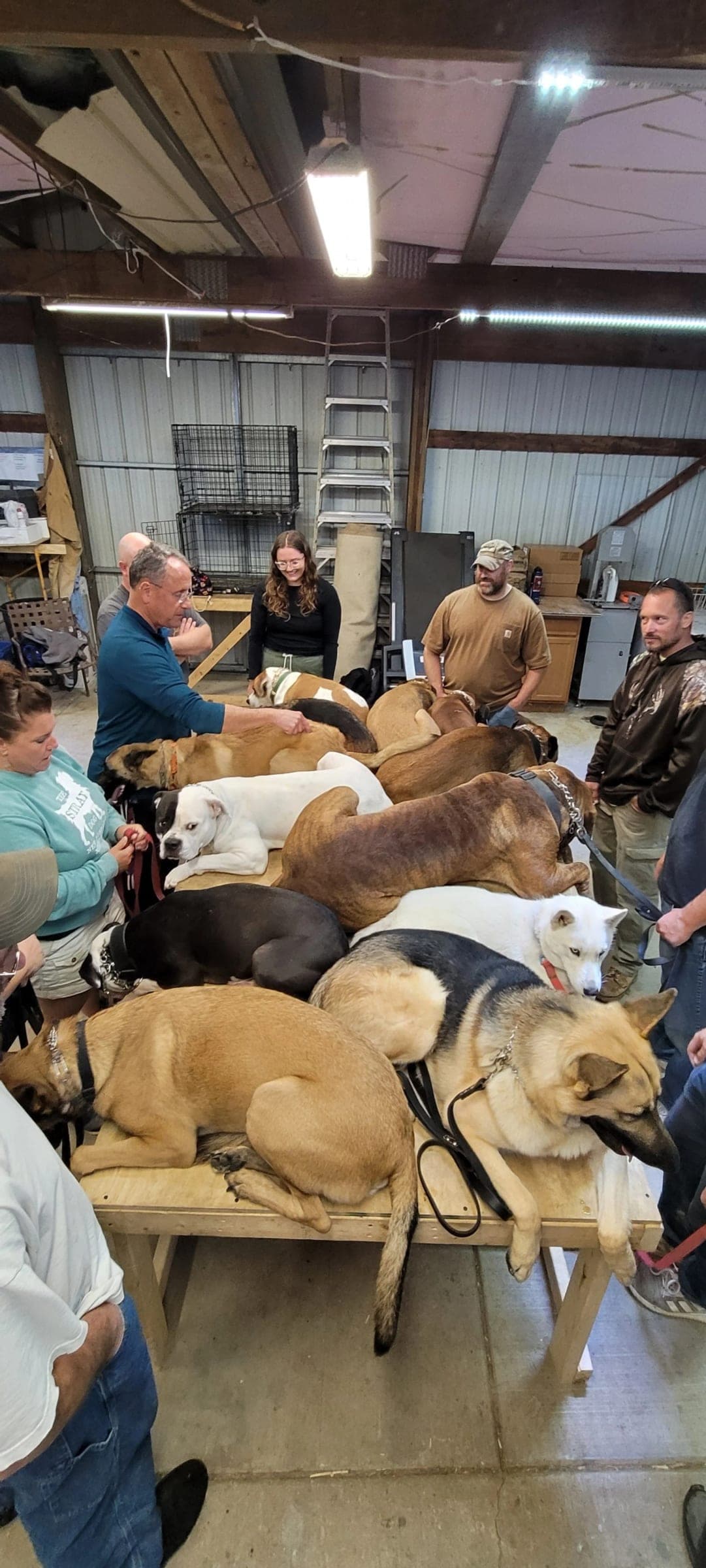 Dogs lying in a down on plywood tables in the barn, with their handlers beside them