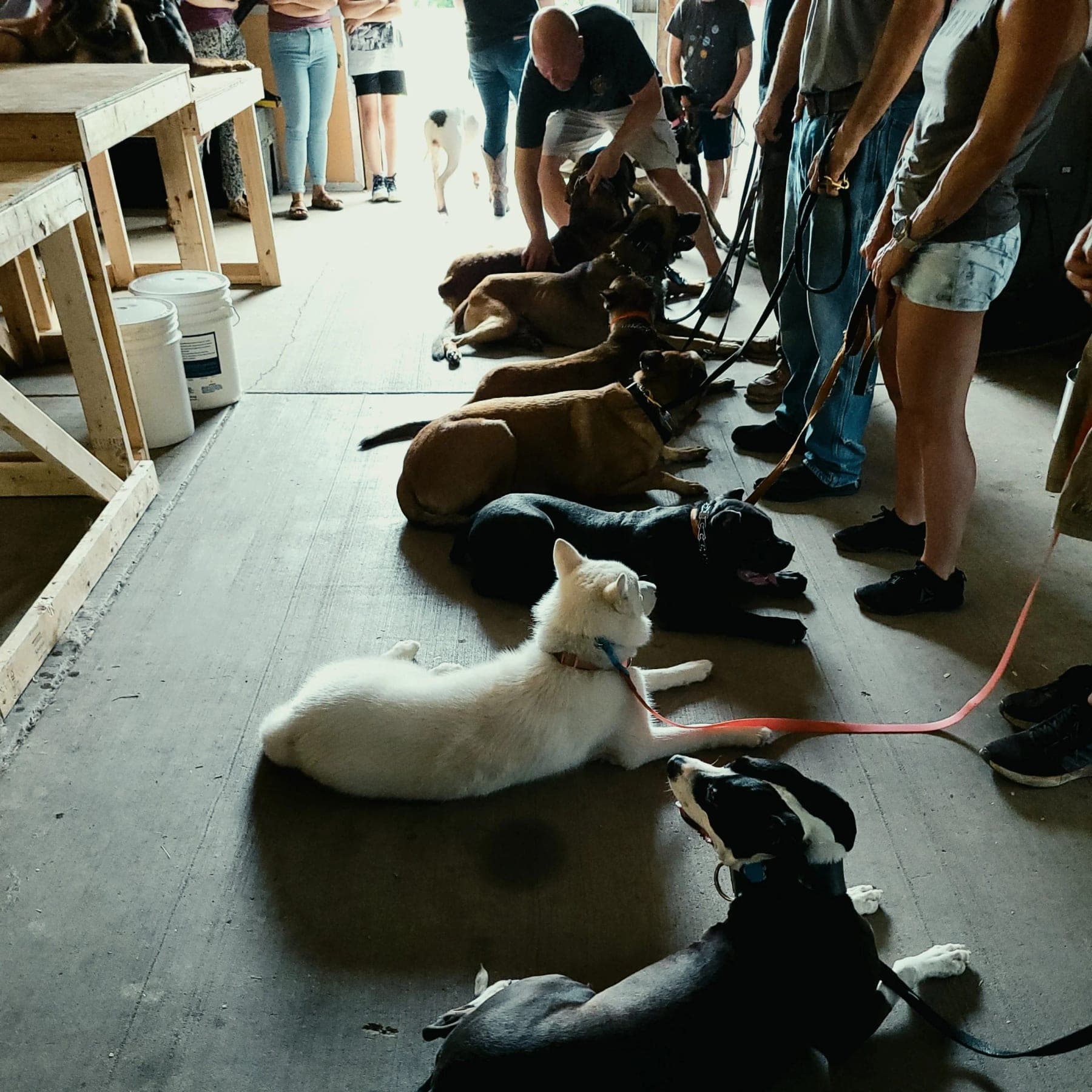 A row of dogs holding a down on the barn floor while their handlers stand beside them
