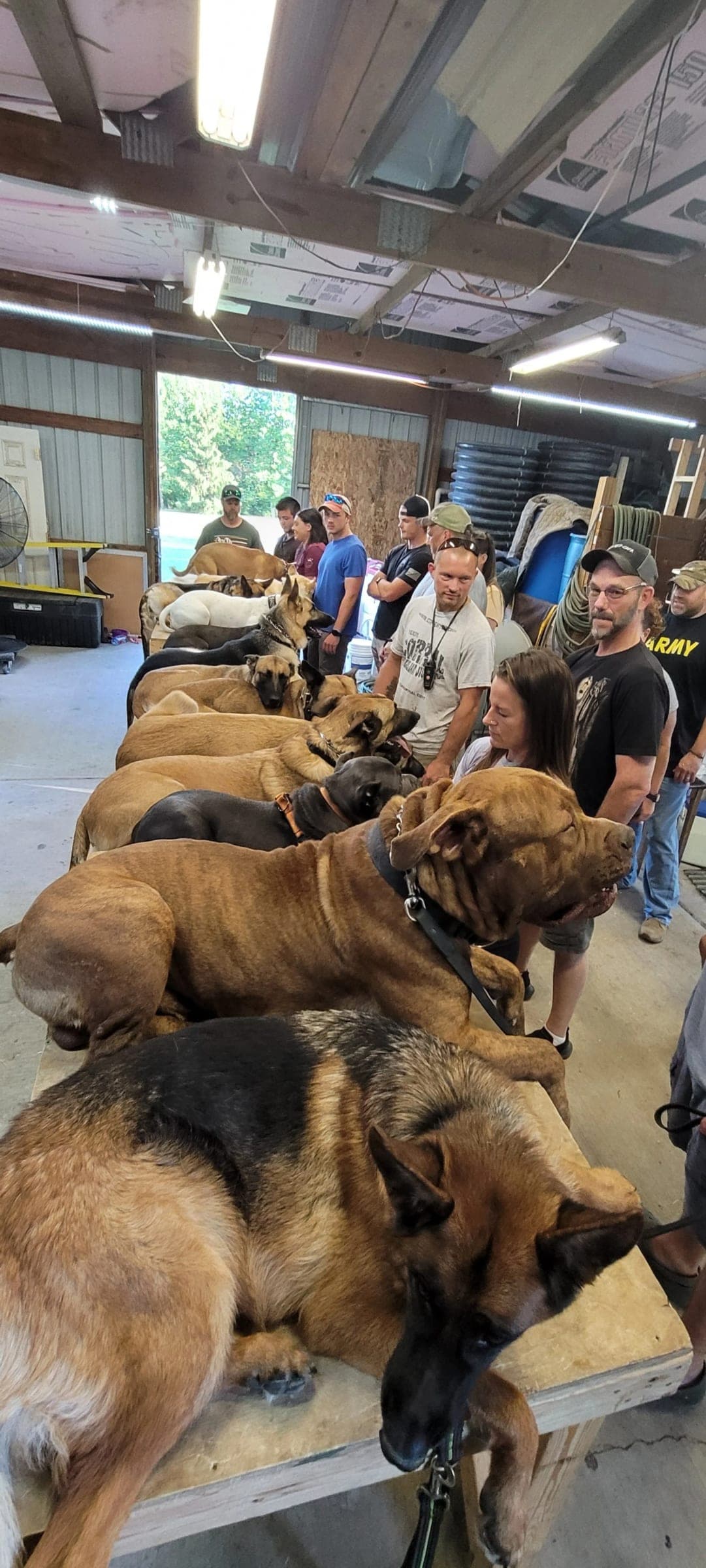 A long row of dogs lying on plywood tables