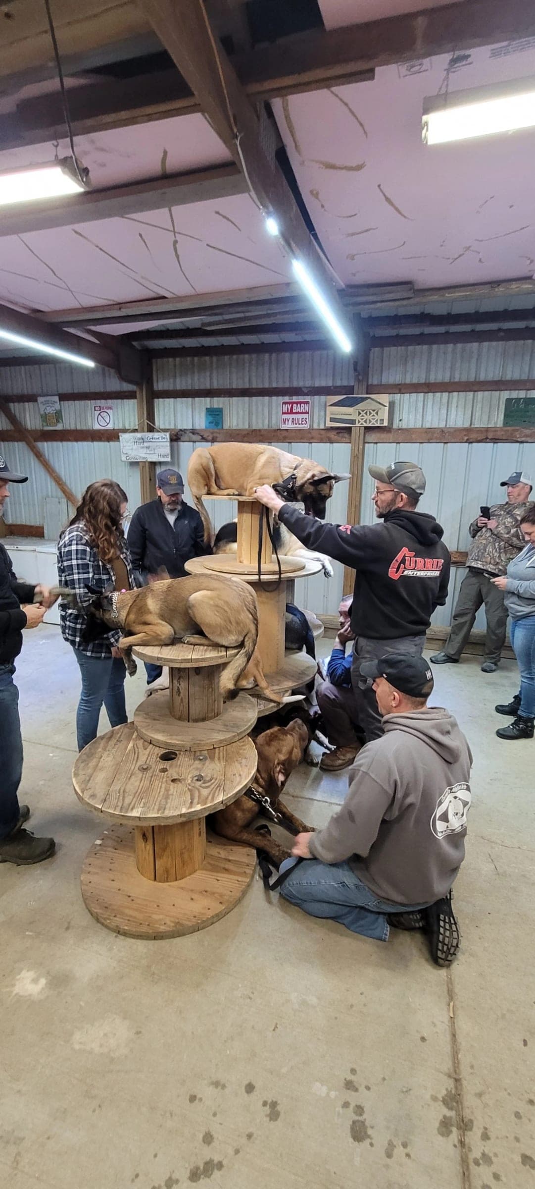 Dogs placed on stacked cable spools with handlers around them