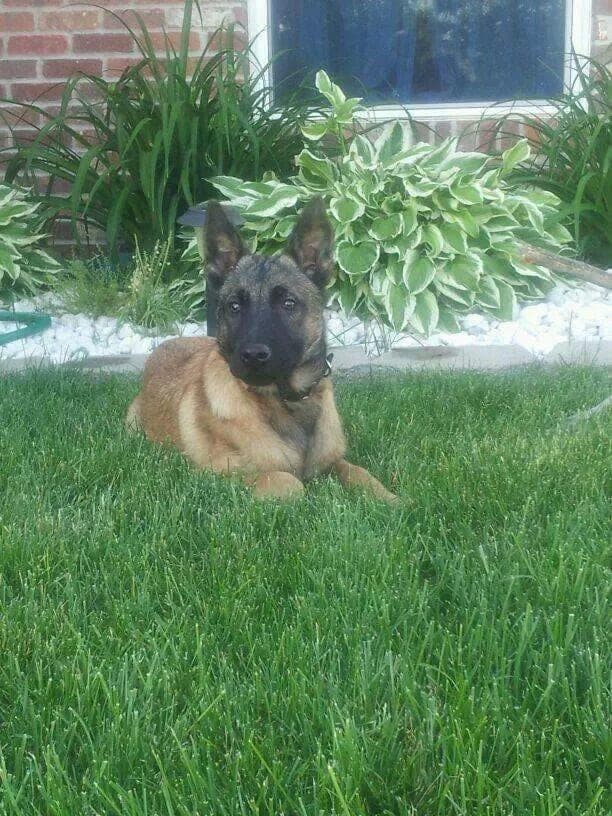 A Belgian Malinois lying in the grass, watching