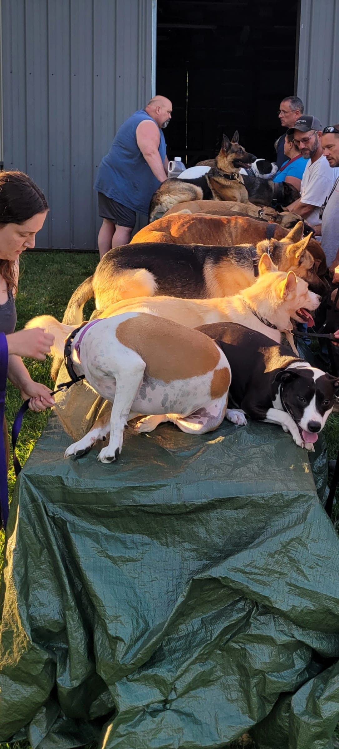 Dogs placed on a tarp covered platform outside the barn